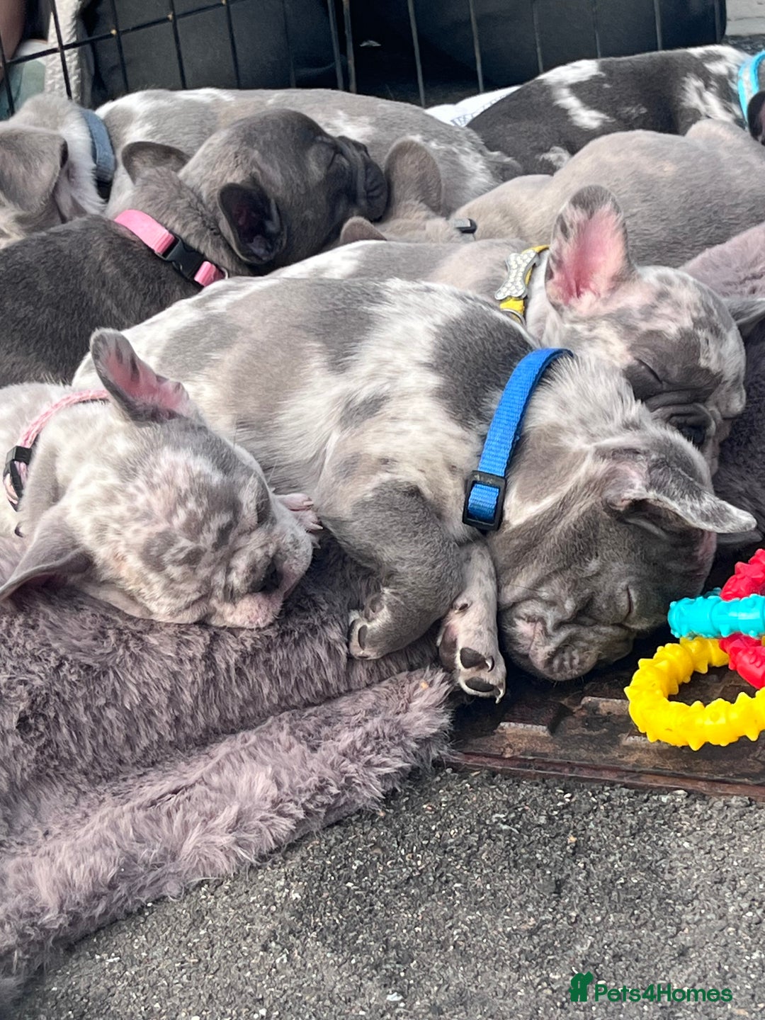 French Bulldog dogs for sale: Tri-colour Blue Merle Frenchie pups - Image 34