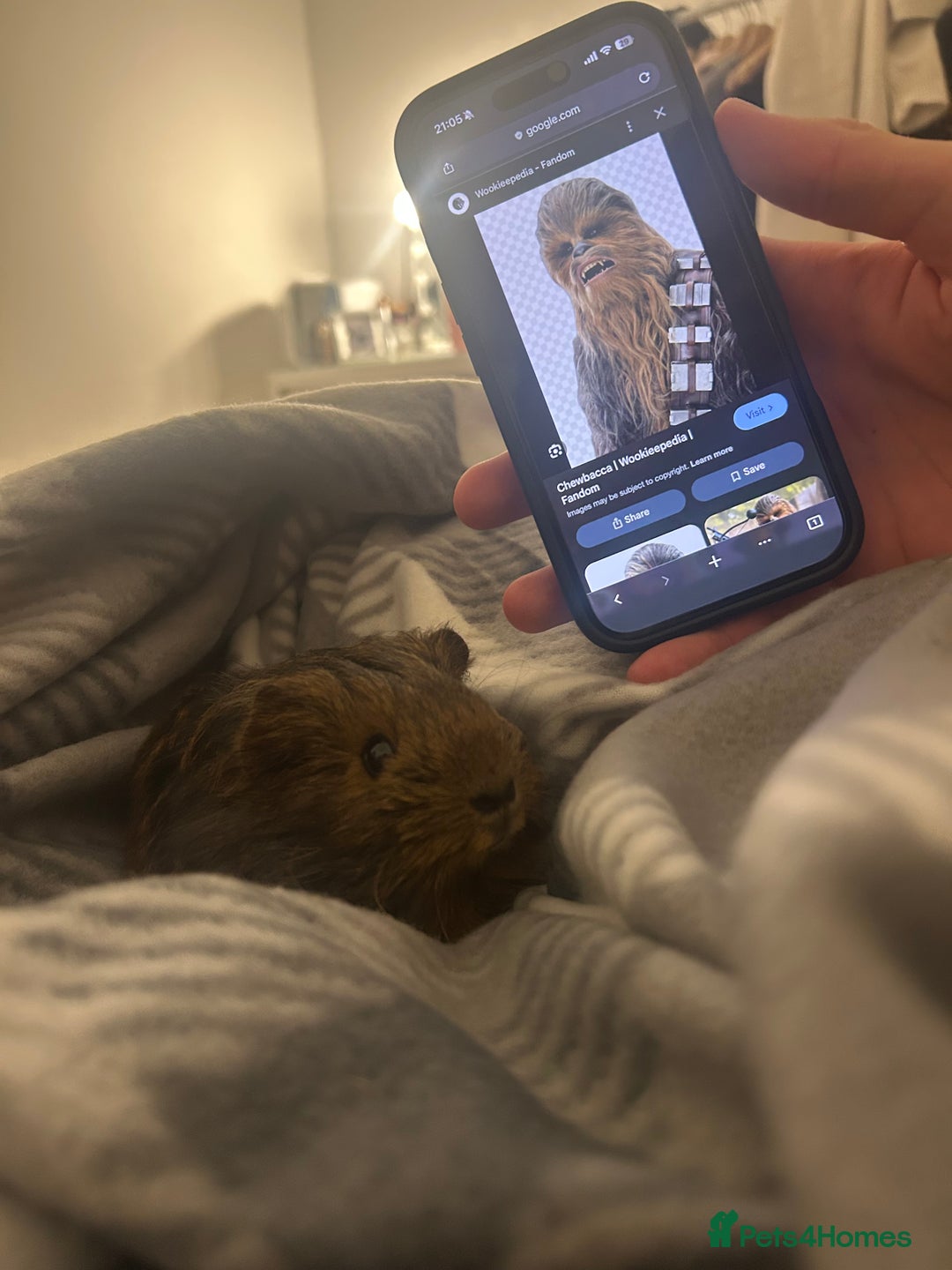 Guinea Pig rodents for sale: 2 guinea pigs  - Advert 4