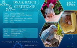Parrots birds for sale: 5 Month old Handreard female ringneck  - Image 5