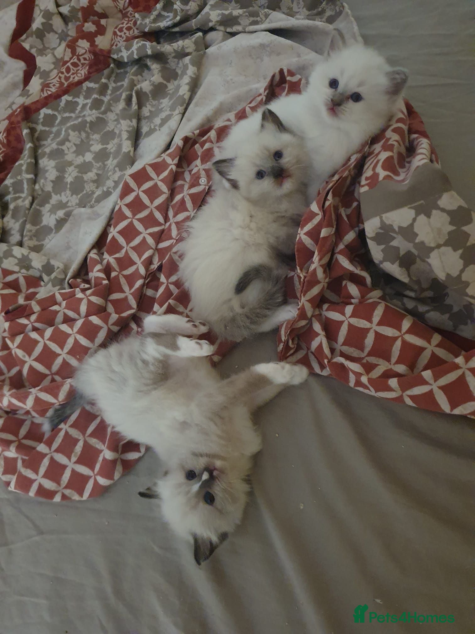 Ragdoll cats Cute ragdolls ready next month - Advert 2