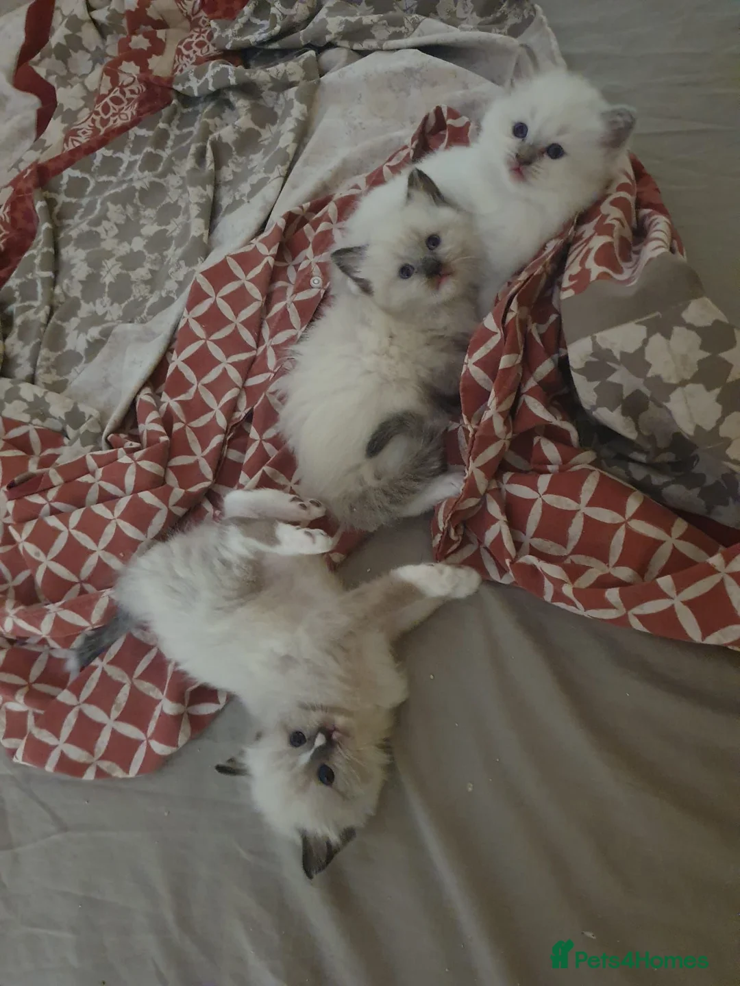 Ragdoll cats for sale: Cute ragdolls ready next month - Advert 1