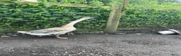 Geese poultry for sale: Year old geese for sale  - Advert 3