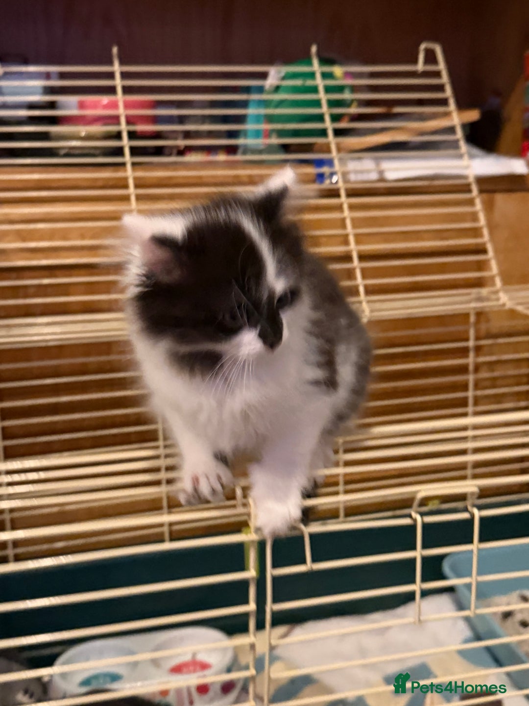 Mixed Breed cats for sale: Kittens for a good home - Advert 5