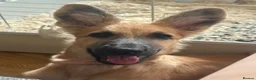 German Shepherd dogs for sale: Beautiful fawn gsd puppy  - Advert 3