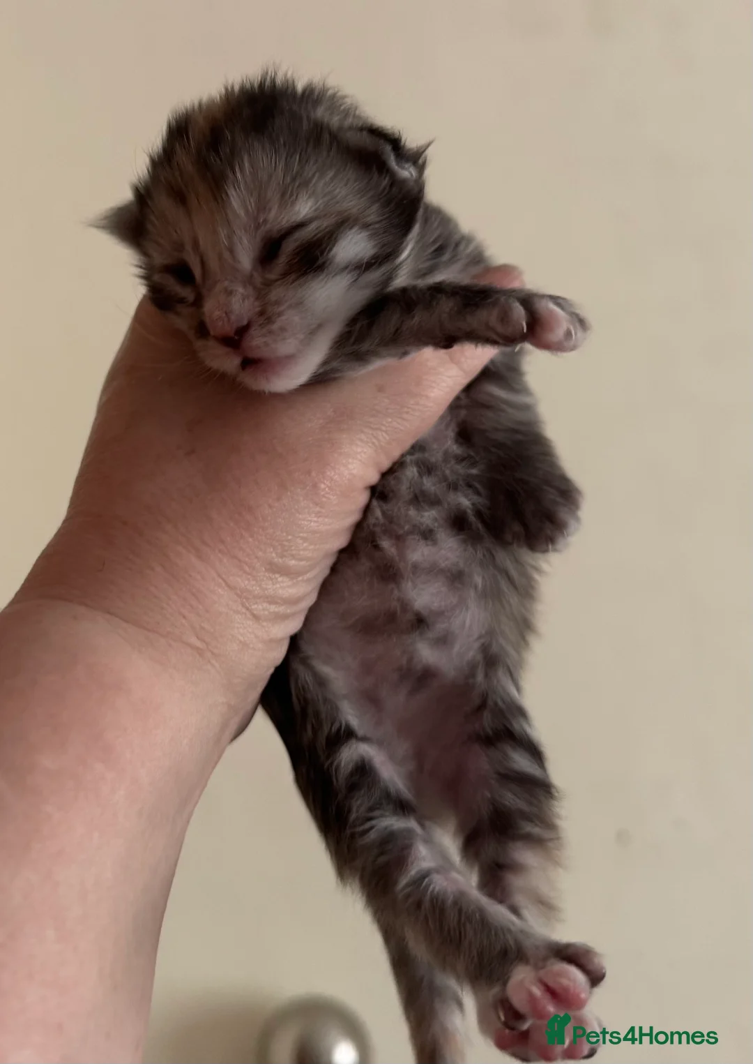 Maine Coon cats for sale: A stunning litter of Maine coon kittens  - Advert 4