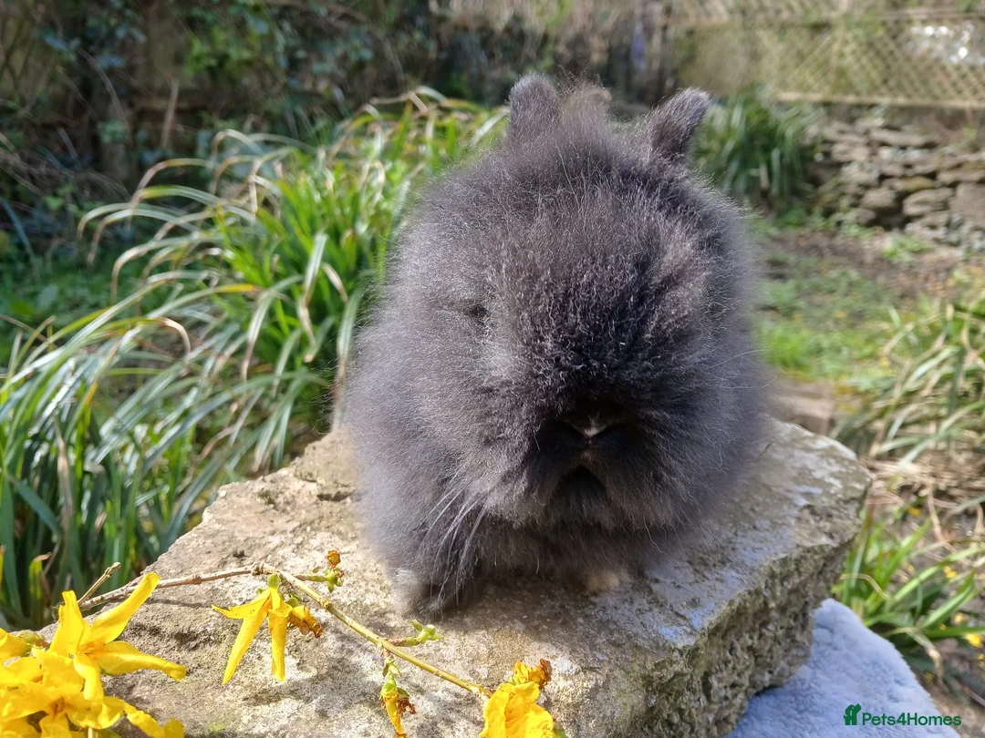 Lionhead rabbits for sale: Stunning DM Lionhead baby rabbit  - Advert 2