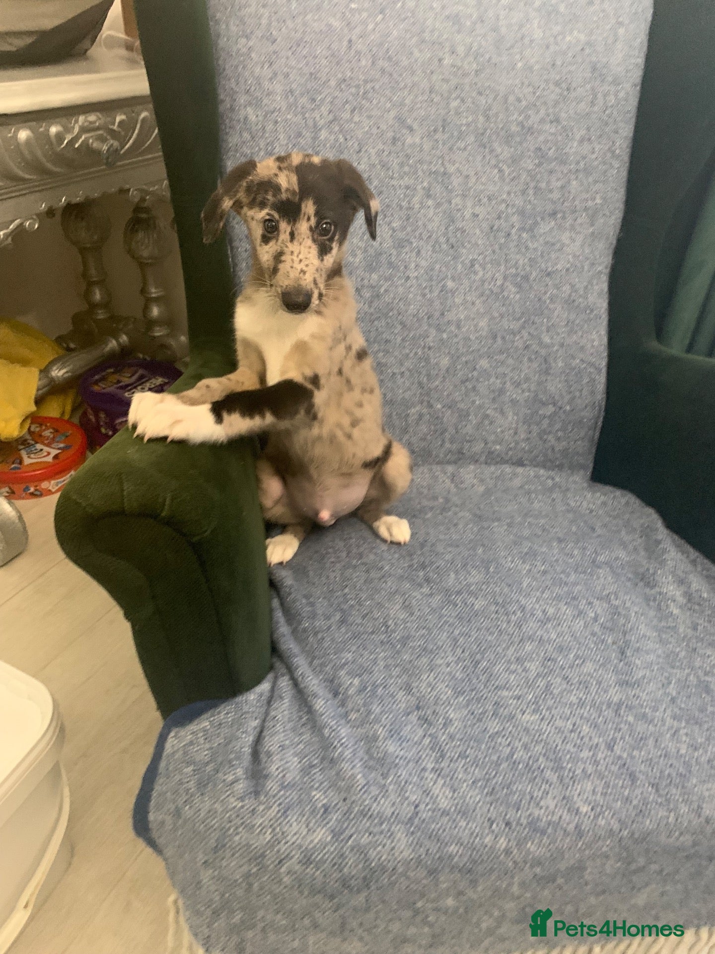 Mixed Breed dogs Blue Merle Border Collie x Lurcher Puppies  - Advert 6