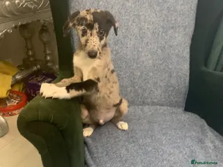 Mixed Breed dogs Blue Merle Border Collie x Lurcher Puppies - Advert 6