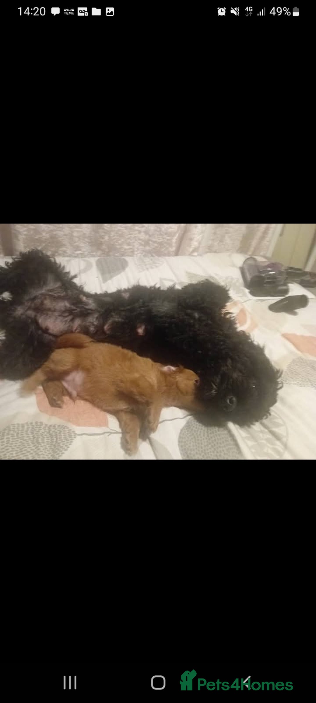 Cockapoo dogs for sale: Gorgeous puppies  - Image 6