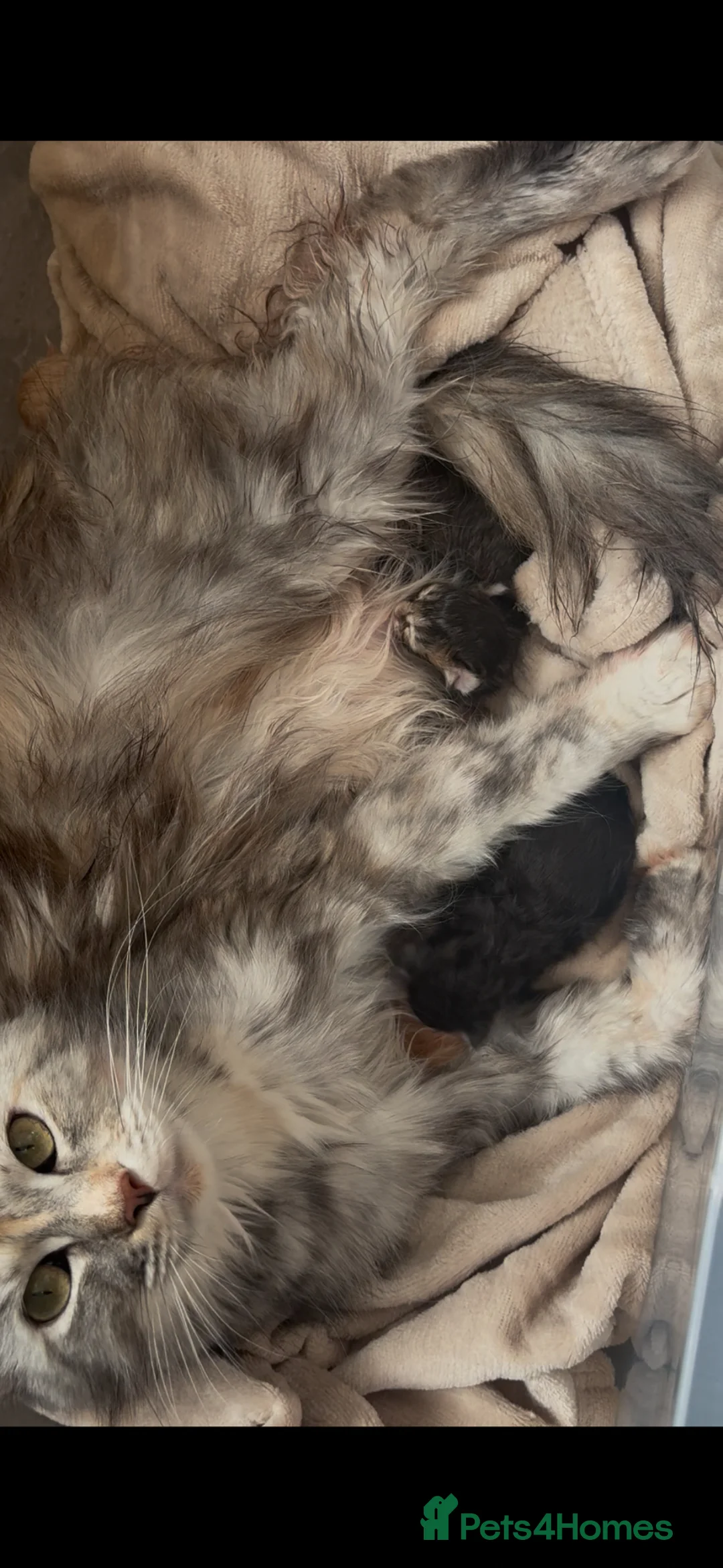 Maine Coon cats for sale: Pure mainecoon kittens  - Advert 2
