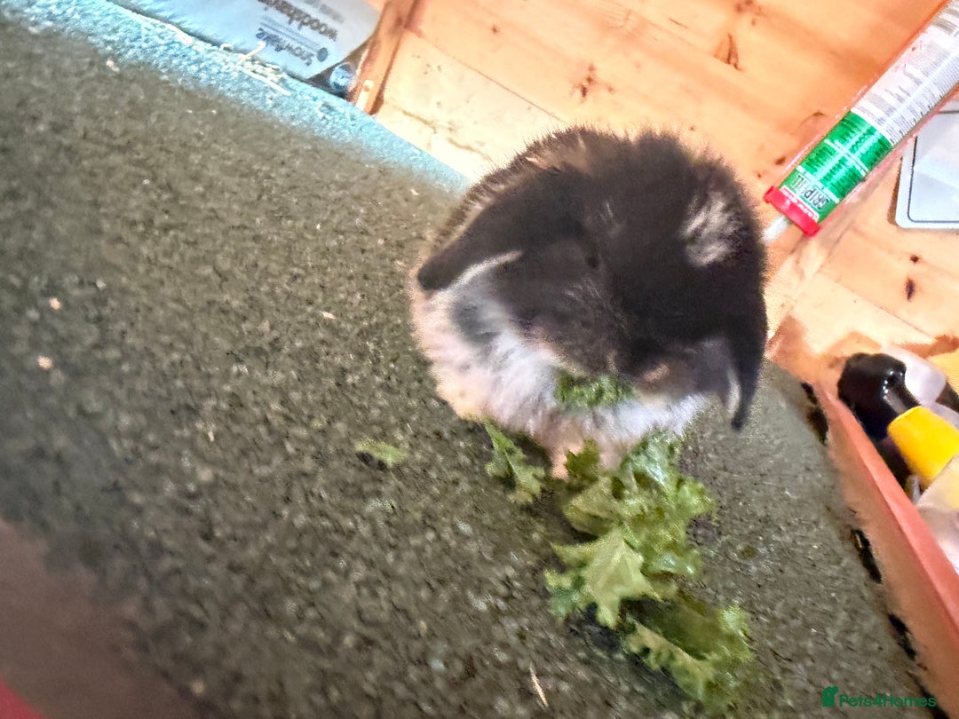 Mini Lop rabbits for sale: Baby mini lop bunnies  - Image 5