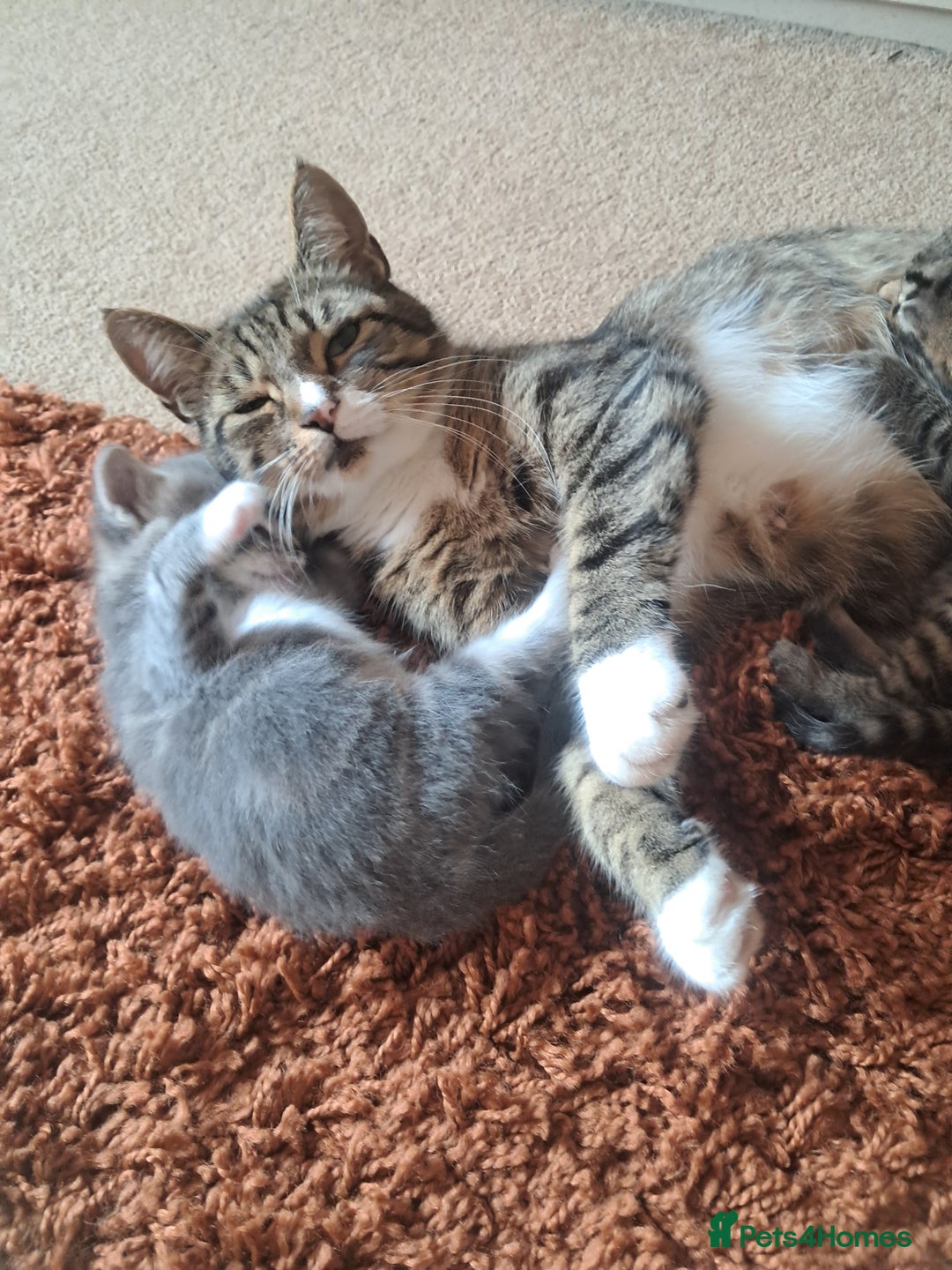 Mixed Breed cats for sale: 2 BEAUTIFUL BOY KITTENS AVAILABLE  - Image 25