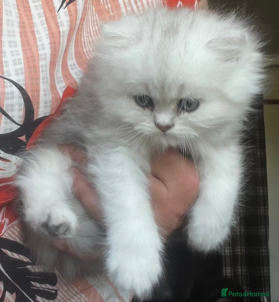 Persian cats Gccf persian chinchilla male  - Advert 1