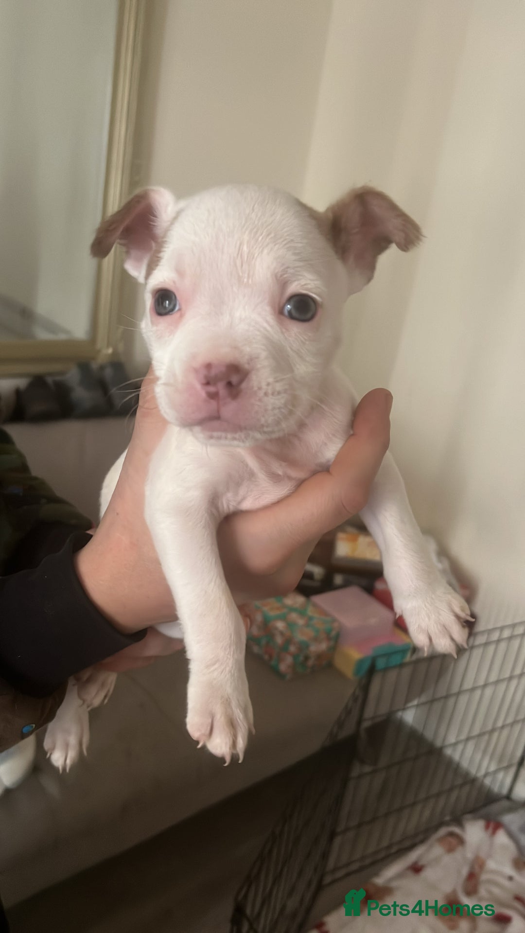 Mixed Breed dogs for sale: pocket bully x frenchie puppies 7 weeks old - Advert 6