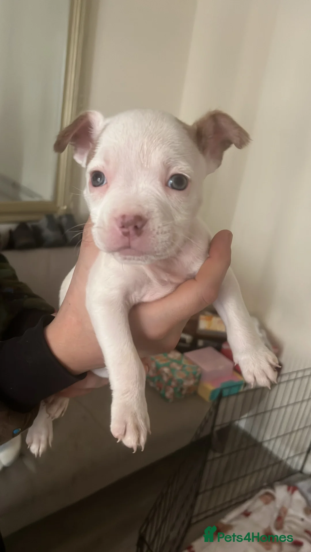 Mixed Breed dogs for sale: pocket bully x frenchie puppies ready to go  - Advert 6