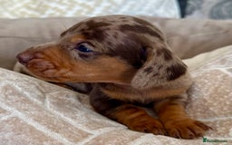 Miniature Dachshund dogs for sale: Miniature Dachshund Puppies LICENSED BREEDER - Image 9