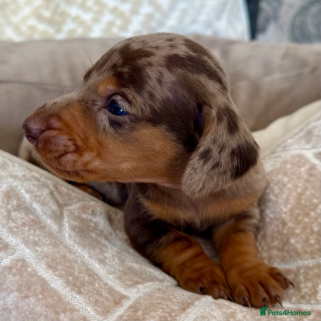 Miniature Dachshund dogs for sale: Miniature Dachshund Puppies LICENSED BREEDER - Image 9