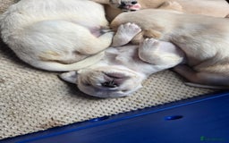Mixed Breed dogs for sale: Frenchie/collie puppies - Image 3