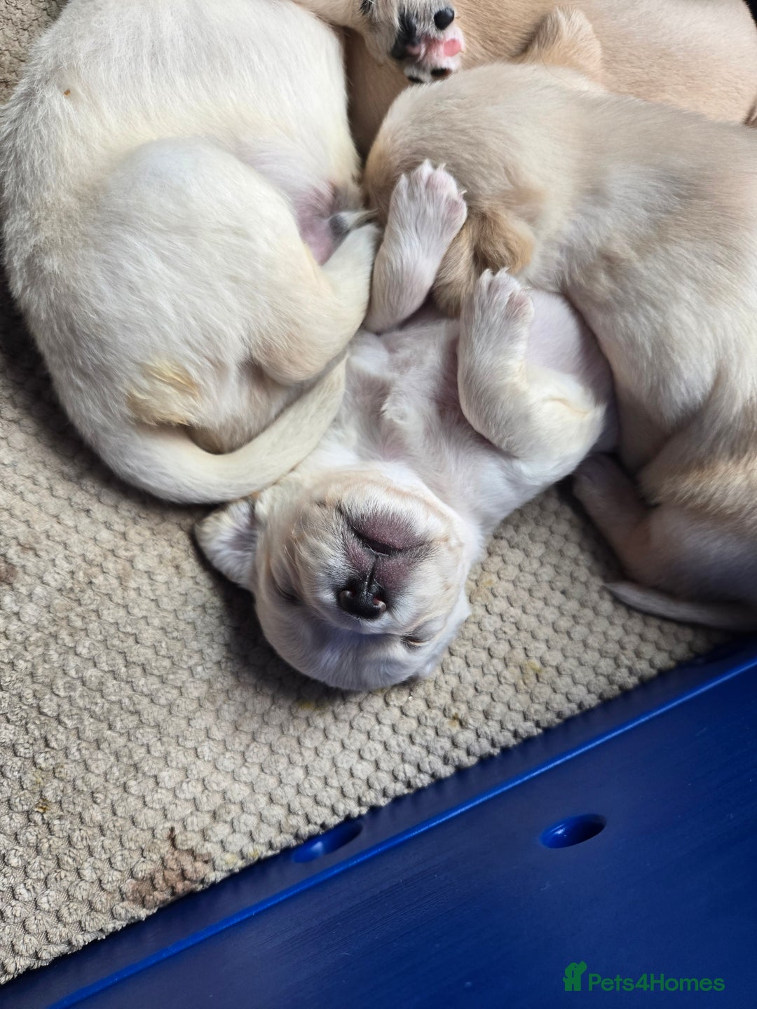 Mixed Breed dogs for sale: Frenchie/collie puppies - Image 3