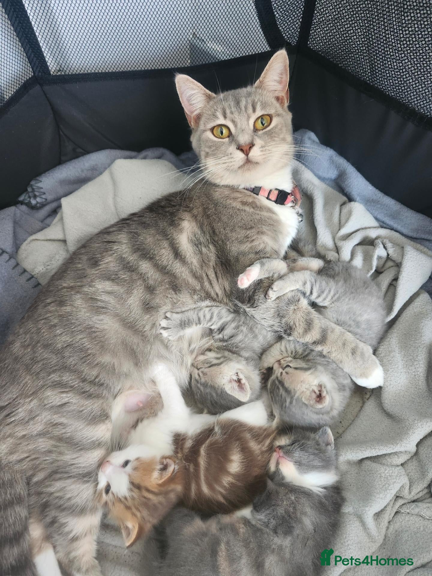 Mixed Breed cats for sale: Brittish shorthair cross - Advert 1