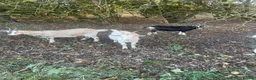 Goats livestock for sale: Goats - Advert 6