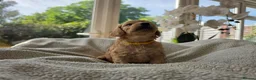 Cockapoo dogs for sale: 4 x F2 cockapoos - Advert 9
