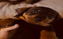 Dachshund dogs for sale: Wire Haired Dachshund 'Teckel' puppies for sale - Image 3