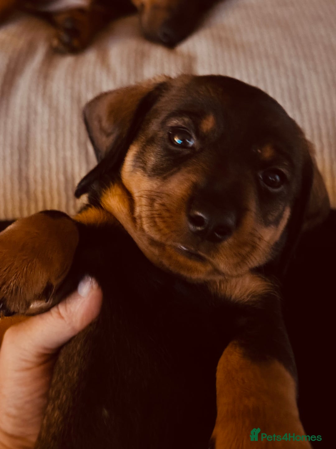 Dachshund dogs for sale: Wire Haired Dachshund 'Teckel' puppies for sale - Image 3