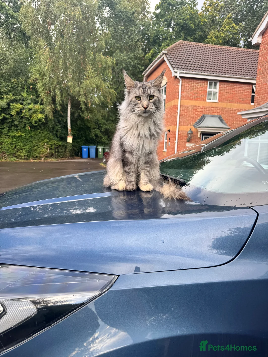 Maine Coon cats for sale: Beautiful Tilly looking for her perfect home  in Bracknell - Advert 3