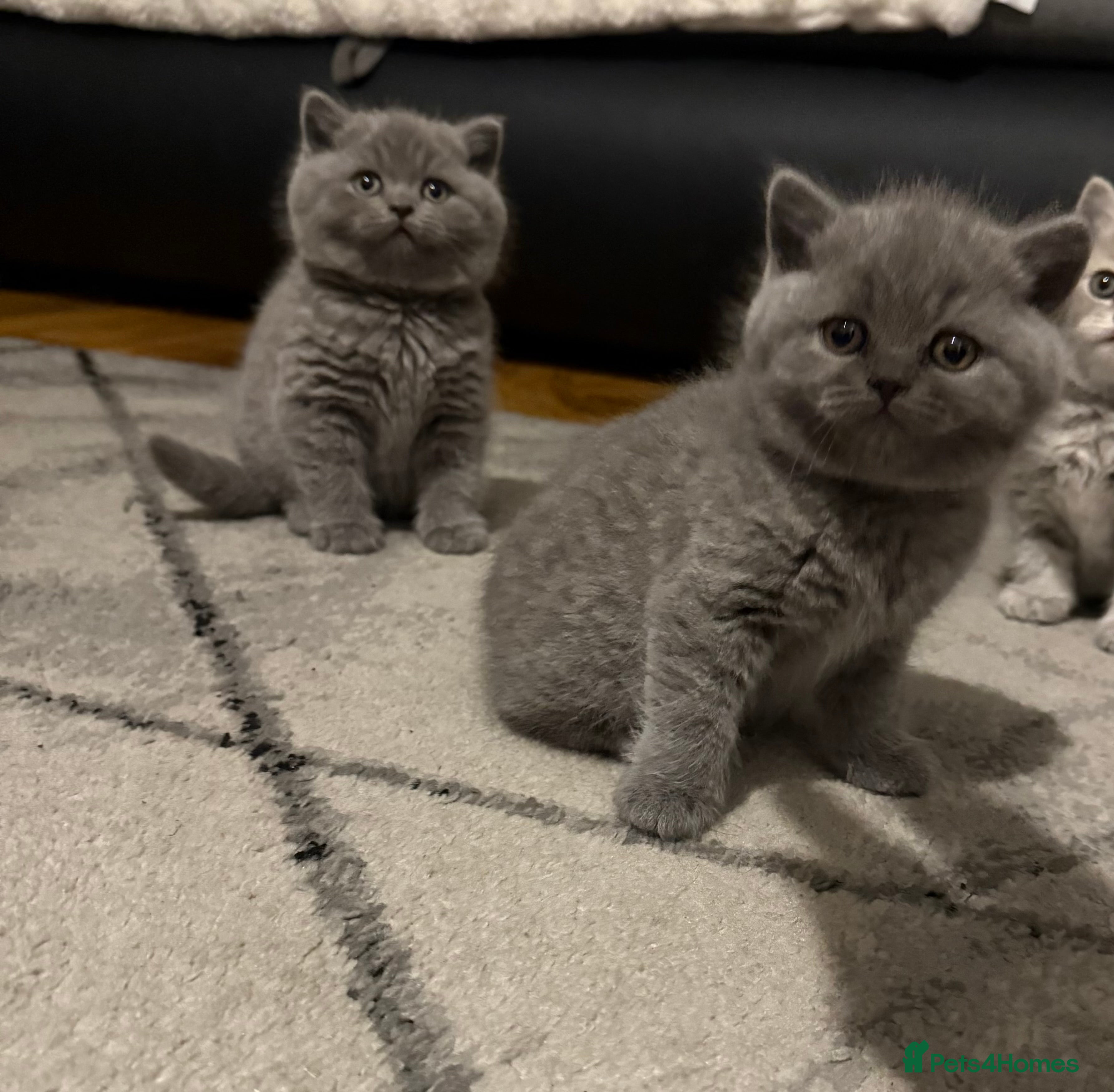 Scottish Fold cats Scottish fold kittens  - Advert 6