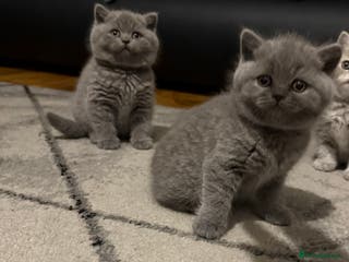 Scottish Fold cats Scottish fold kittens - Advert 1