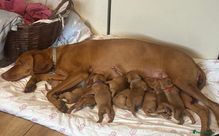 Hungarian Vizsla dogs - Advert 1