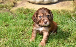 Cocker Spaniel dogs for sale: Kc Reg Cocker Spaniel Puppies Available - Image 9