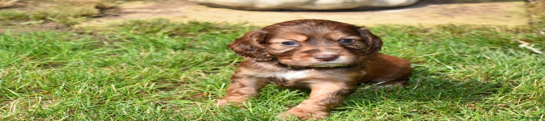 Cocker Spaniel Puppy 2