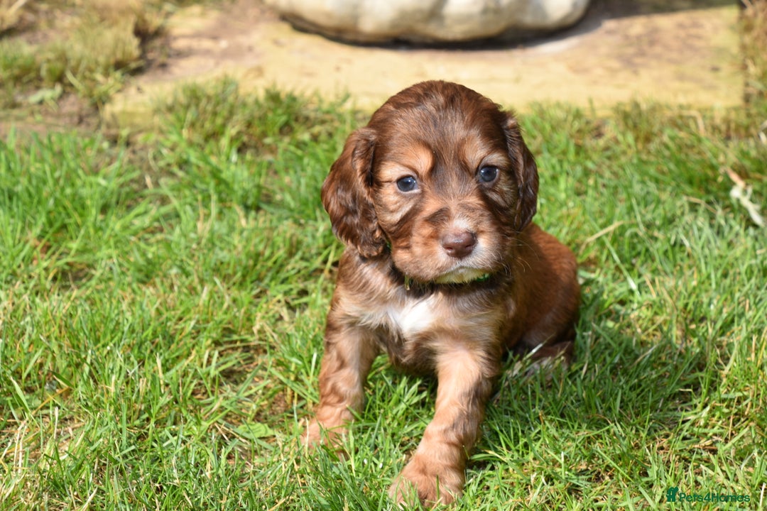 Cocker Spaniel dogs for sale: Kc Reg Cocker Spaniel Puppies Available - Image 9