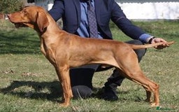 Hungarian Vizsla dogs for sale: Exceptional Hungarian Vizsla Puppies for Sale - Image 15