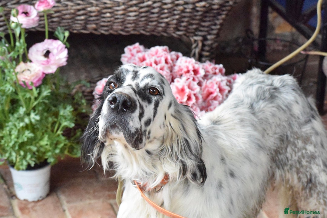 English Setter dogs for adoption: Guay  - Image 1