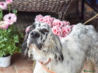 English Setter dogs - Advert 3