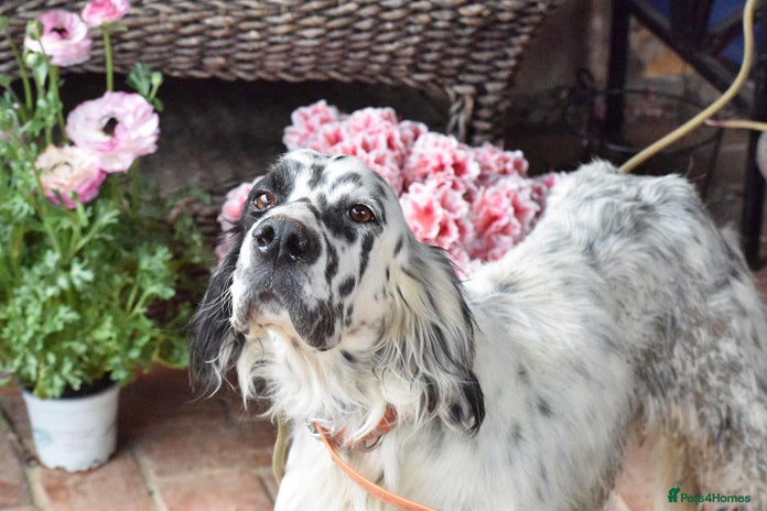 English Setter dogs Guay - Advert 1