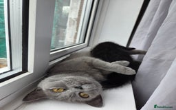 Mixed Breed cats for sale: British shorthair mixed kitten and mother  - Image 3