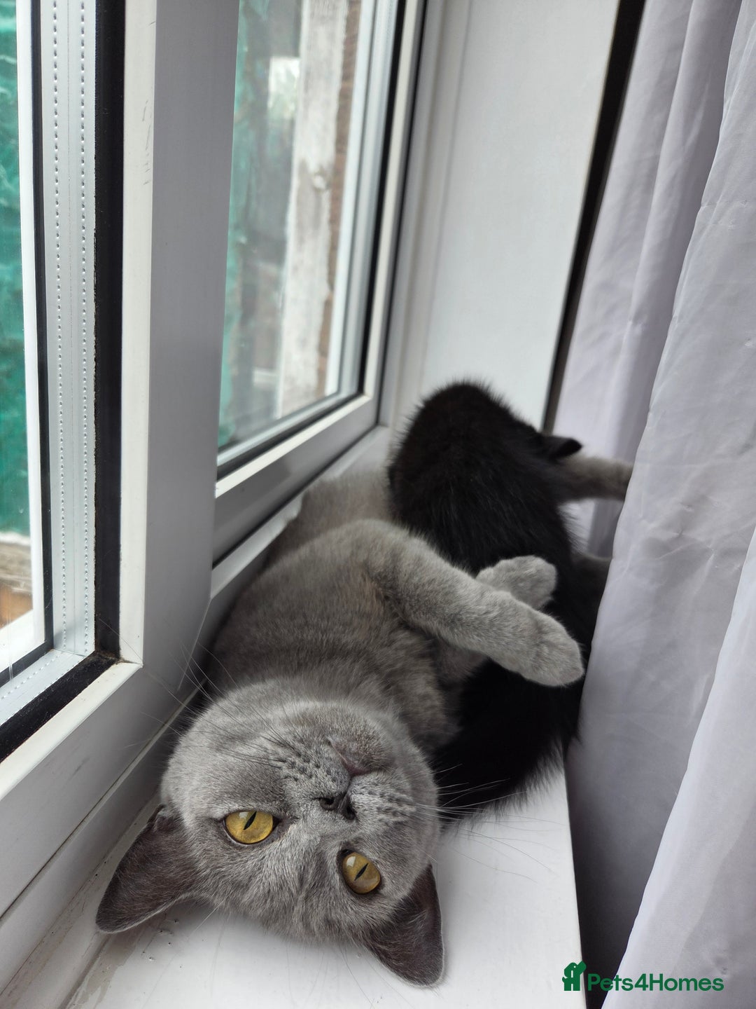 Mixed Breed cats for sale: British shorthair mixed kitten and mother  - Image 3