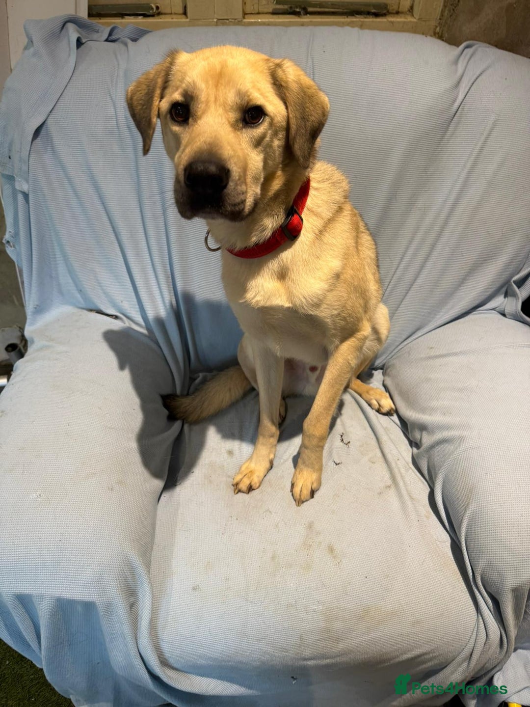 Mixed Breed dogs for adoption: 💙RUFUS💙- Young, Misunderstood, Fading In Kennels - Advert 9