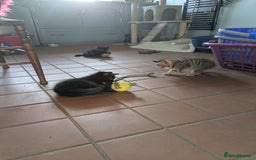 Mixed Breed cats for sale: Two gorgeous boys left - Image 3