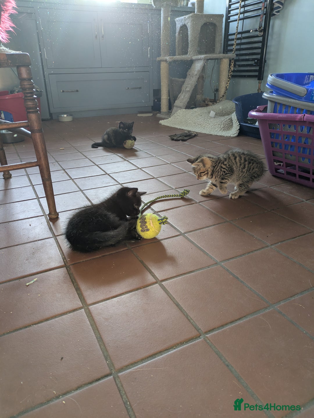 Mixed Breed cats for sale: Two gorgeous boys left - Image 3