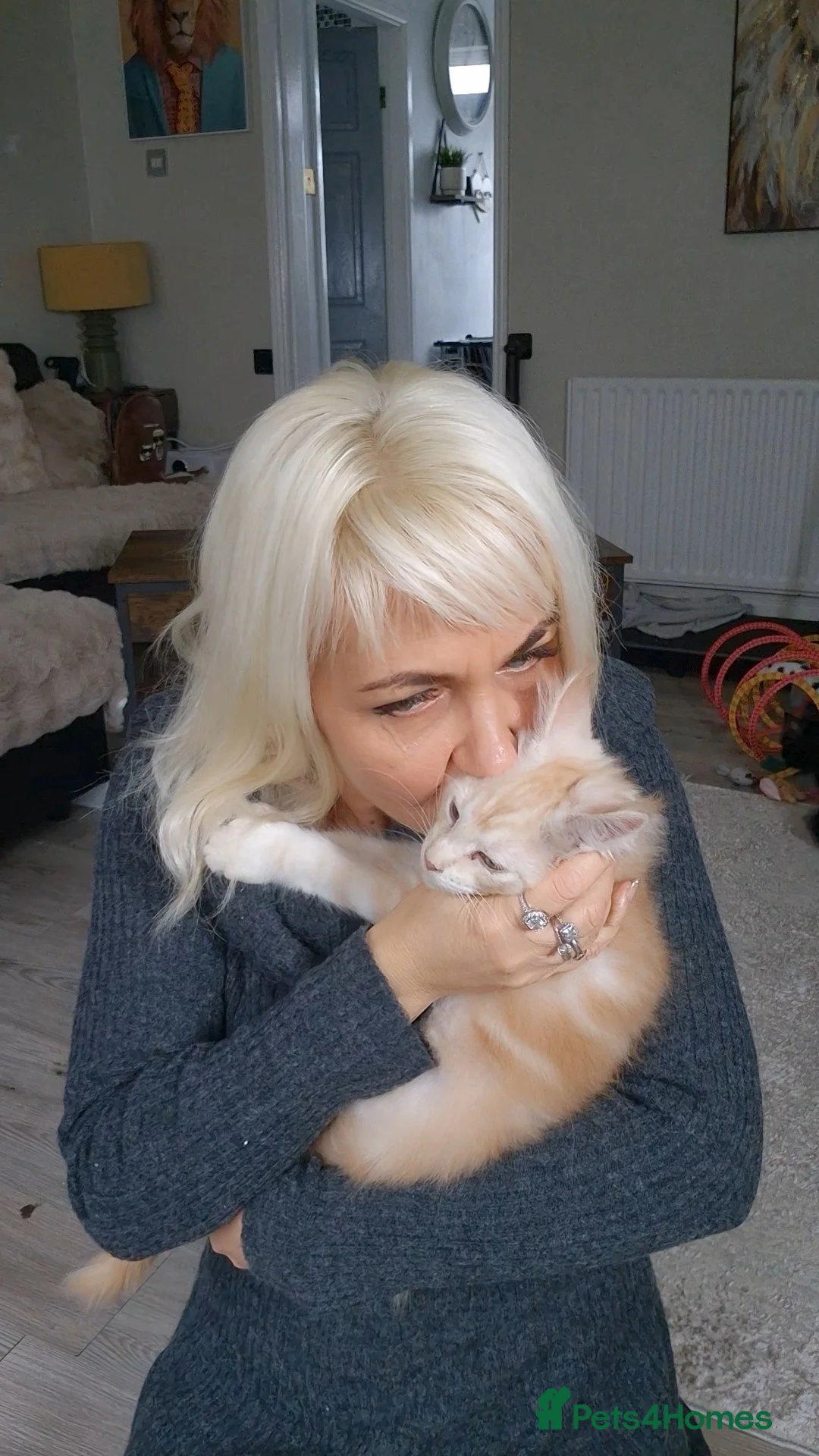 Maine Coon cats for sale: Beautiful Maine Coon boys . - Advert 22