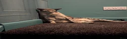 Oriental cats for sale: Beautiful gentle giant  - Advert 3