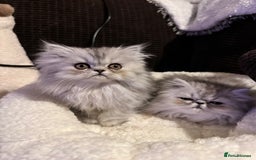 Persian cats for sale: 4 cuddly, petite Persian girls💗 - Image 9