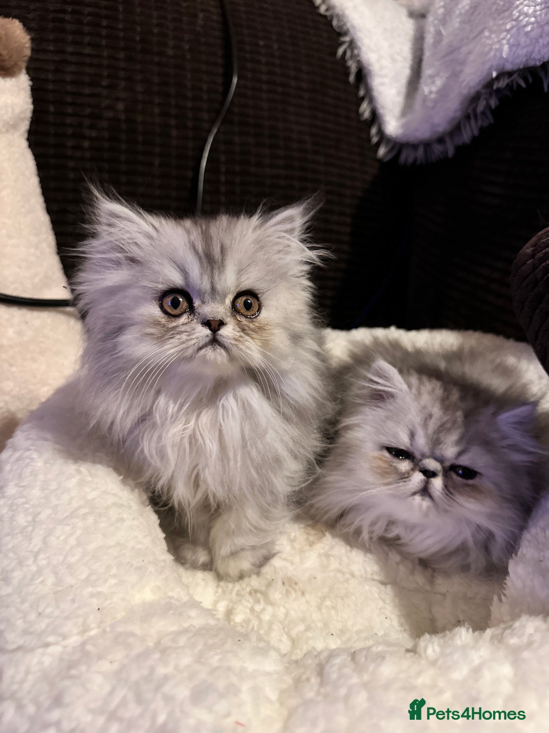 Persian cats for sale: 4 cuddly, petite Persian girls💗 - Image 9