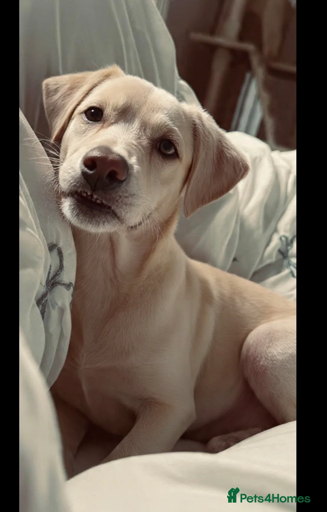 Lurcher dogs for sale: Lurcher pup - Advert 5