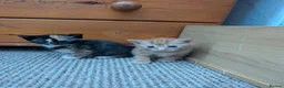 Mixed Breed cats for sale: 5 kittens looking for new homes - Advert 13
